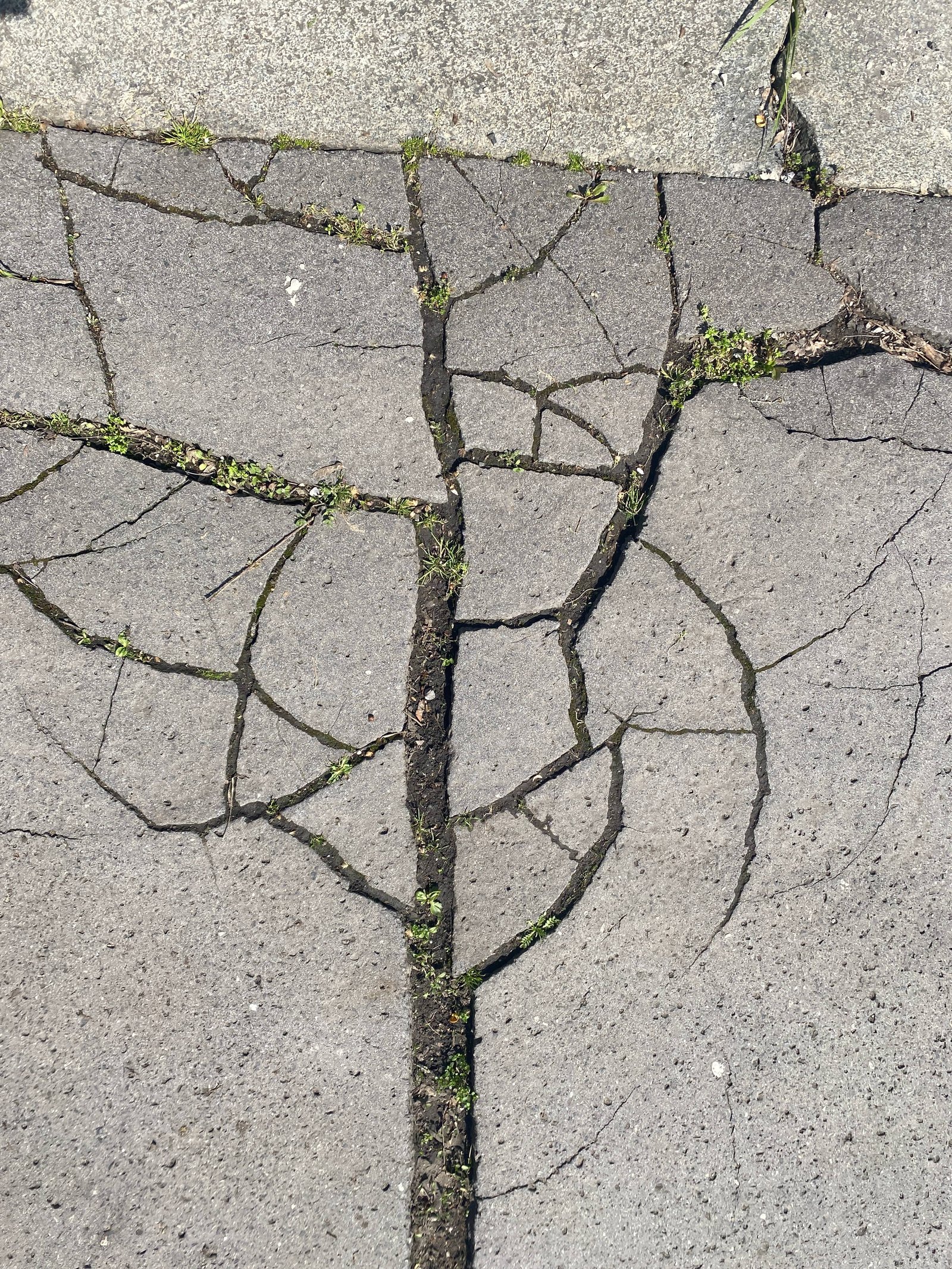 Some cracks in asphalt.